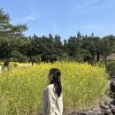 [제주] 🌼 제주 서귀포 가볼만한곳 ✨ 휴애리 자연생활공원 방문 후기 💛 유채꽃 천국이야! @202504