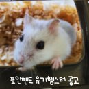 펫 앤 쉘터 동물병원 | 성남 대구 포인핸드 드워프 유기햄스터 분양