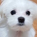 노루모TV