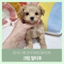 딜라잇독 이미지