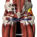 다조아짐TV 근육학 쉽게 공부하기(소둔근 : Gluteus minimus) 이미지