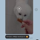 아람 동물병원 | 인천 아람동물의료센터 | 슬개골 탈구 수술 , 입•퇴원 후기