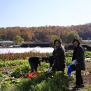 성자 농장 이미지