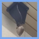 금곡22리(삼부르네상스) | 윗층연결된우수관 빗물빠지는곳막힘 뚫기