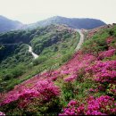 5월6일 한우산 철쭉 산행후 동양 최대 동굴법당 일붕사 이미지