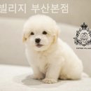 코튼빌리지 부산본점 이미지