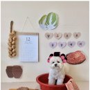 댕구르르 이미지