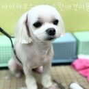 마이하우스퍼피 수원애견미용훈련 네이버블로그