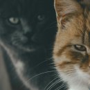 행복한 고양이 이미지