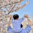 불당천 | 천안 벚꽃 명소 강아지랑 아기랑 산책하기 좋은 불당천 벚꽃길