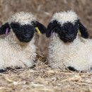 하늘목장 이미지