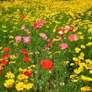 꽃밭에서 이미지