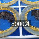 목포뻘낙지 이미지