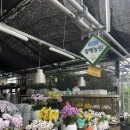 운산농원 | 상견례 선물 추천 서양난 화분, 양재 꽃시장 ‘황해농원’ 후기