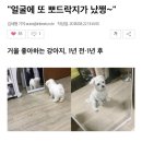 거울보는 강아지 이미지