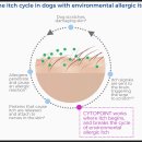 로지동물의료센터 이미지