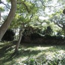 완도수목원 가로수길 이미지