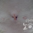 비비노아 이미지