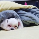 이불 속 댕댕이 네이버블로그
