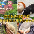 개천안주말농장펜션 | 나만 알기 아까운 평창 농촌체험여행 청성애원 우루루동물농장