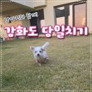 잼있는 부엌 | 애견동반 강화도 당일치기여행! 이 코스로 네번은 놀았슴