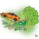 겨자씨 이미지