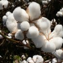 [12월 12일 탄생화] 목화(Cotton Plant) : 우수 이미지