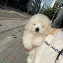 톰퍼피 강아지 분양 이미지