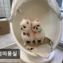 멍멍미용실 이미지