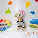 원애견&뭉까두까 이미지