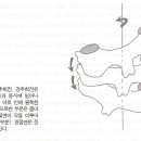 하부 경추의 검진(Lower Cervical Segment Examination) 이미지