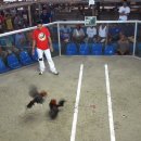 필리핀 민속놀이 닭싸움 사봉 (Sabnong)