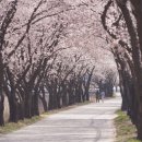 포도밭1길 이미지