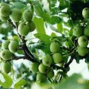 호두나무 이미지