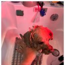 강아지미용실502 | 천안애견미용 예민한 강아지도 편안하게, 우리 콩알이 변신 후기~