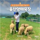 부산근교 양떼목장 울산농업회사법인울산양떼목장 동물먹이주기 입장료 이용정보