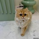 예뻐질고양 | 대전 고양이미용 추천 미용부터 목욕까지 예뻐질고양