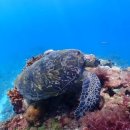 신창우체국버스승강장 | 대만 가오슝 여행- 미려도역or 가오슝역에서 소류구 가는 법 / 소류구 꿀팁 / 대중부잠 후기