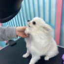 종로애견미용 이미지