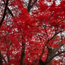 2022년 거리로 나온 예술 | 서울대 안양수목원 방문기 (찹쌀 꽈배기, 11.15 실시간 단풍, 주차)