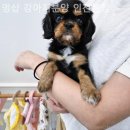 멍샵 강아지분양 인천본점 이미지