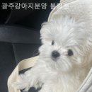 광주강아지분양 블랑펫 이미지