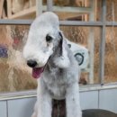 딸기애견미용실 이미지