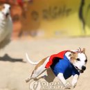 오수 의견 축제에서 우리 조환 카페지기님은 기억 나지? 이미지