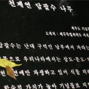 천제연 담팔수나무 이미지