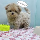 퍼피몽(애견분양) 이미지