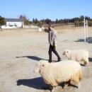 민수목장 이미지