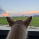 라루체365 | 충남 당진 독채펜션 라루체365 애견동반 가능해요