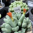 도깨비생활용품할인점 이미지