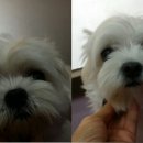 금비펫살롱 이미지